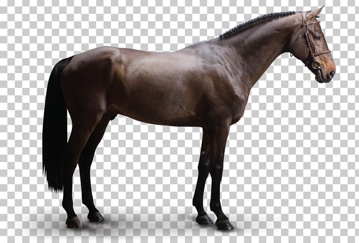 Arabian Horse Dutch Warmblood Stallion Howrse Foal PNG, Clipart, Arabian Horse, Breed, Bridle, Colt, Dressage Free PNG Download