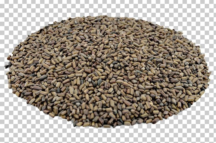 Mustard Seed Sicklepod Senna Tora Food PNG, Clipart, Brown, Commodity, Emodin, Flavor, Food Free PNG Download