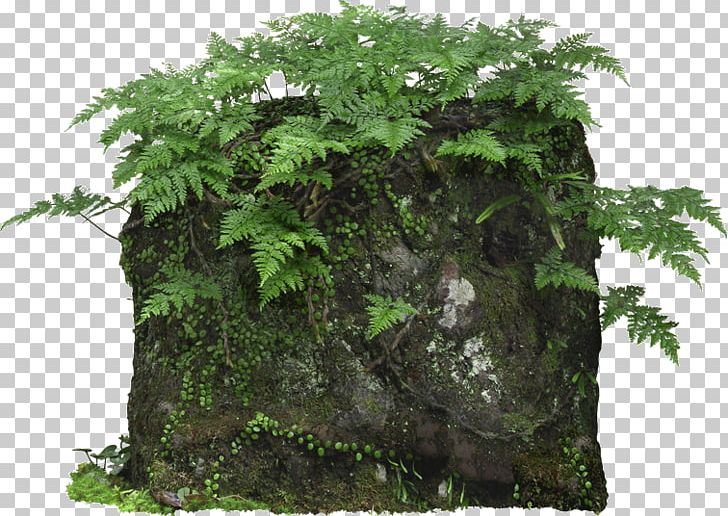 Plant Fern Pixel PNG, Clipart, 3d Computer Graphics, Adobe After Effects, Big Stone, Damp, Download Free PNG Download