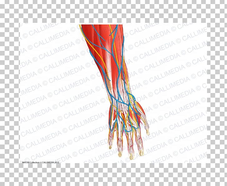 Finger Nerve Blood Vessel Muscle Forearm PNG, Clipart, Anatomy, Arm, Blood Vessel, Circulatory System, Finger Free PNG Download