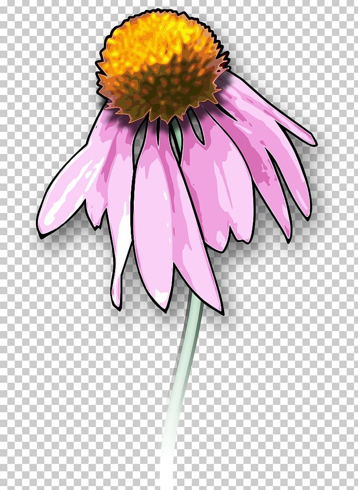 Graphics Drawing Illustration PNG, Clipart, Aster, Computer Icons, Coneflower, Cut Flowers, Daisy Free PNG Download
