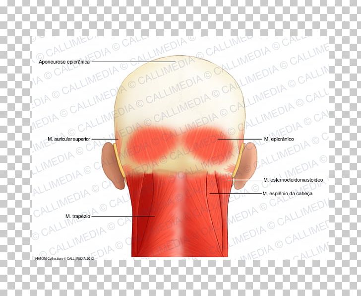 Muscle Aponeurosis Head Anatomy Muscular System PNG, Clipart, Anatomy, Angle, Aponeurosis, Coronal Plane, Ear Free PNG Download