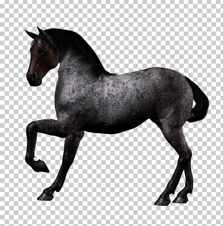 Arabian Horse Twilight Sparkle Pony PNG, Clipart, Animallover, Animalphotography, Animals, Bit, Black Free PNG Download