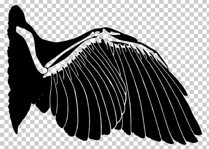 Bird Vertebrate Homology Convergent Evolution Wing PNG, Clipart, Analogy, Anatomy, Animals, Beak, Bird Free PNG Download