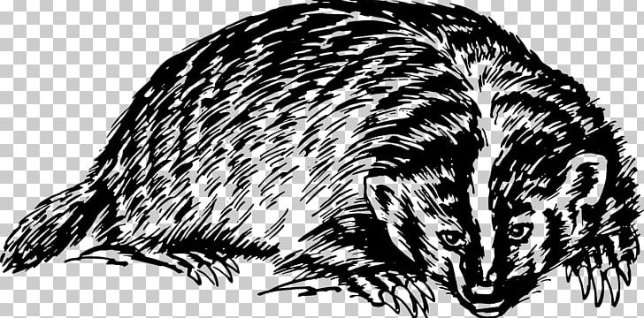 European Badger Honey Badger PNG, Clipart, Beak, Black And White, Carnivoran, Dog Like Mammal, Drawing Free PNG Download