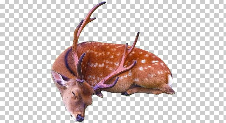 Reindeer Sika Deer PNG, Clipart, Animal, Animals, Antler, Avatan, Avatan Plus Free PNG Download