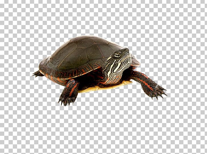 Turtle Tortoise PNG, Clipart, Black, Box Turtle, Box Turtles, Chelydridae, Coahuilan Box Turtle Free PNG Download