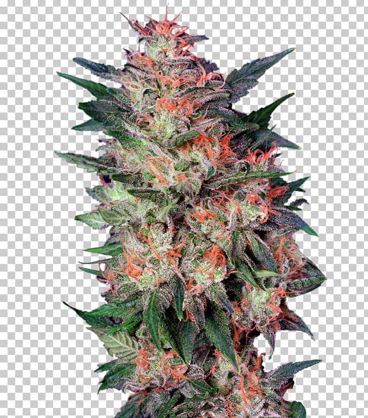 White Widow Cannabis Sativa Grow Shop Seed PNG, Clipart, Autoflowering Cannabis, Cannabis, Cannabis Sativa, Cultivar, Grow Shop Free PNG Download