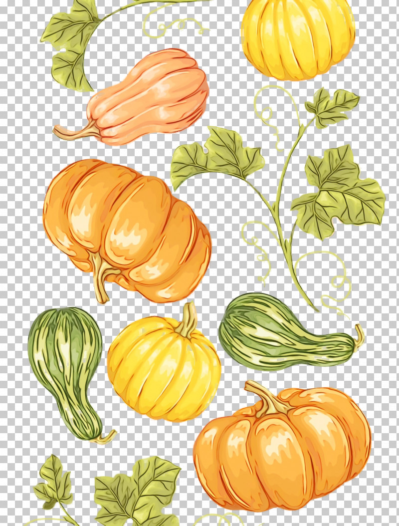 Squash Gourd Winter Squash Melon Calabaza PNG, Clipart, Autumn, Calabaza, Cucumis, Flower, Fruit Free PNG Download