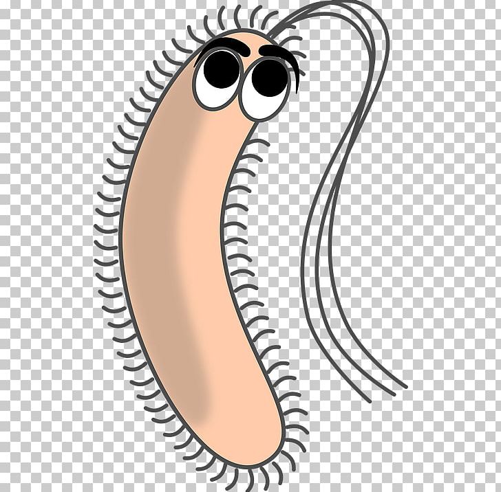 Bacteria PNG, Clipart, Bacteria Free PNG Download