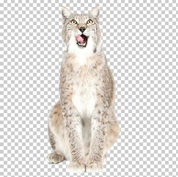 Bobcat Tiger Felidae Lion PNG, Clipart, Animals, Art, Big Cat, Black Cat, Bobcat Free PNG Download