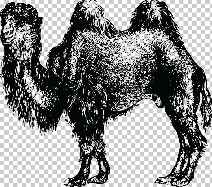 Dromedary Bactrian Camel PNG, Clipart, Animal, Arabian Camel, Bactrian Camel, Black And White, Bulldozer Free PNG Download
