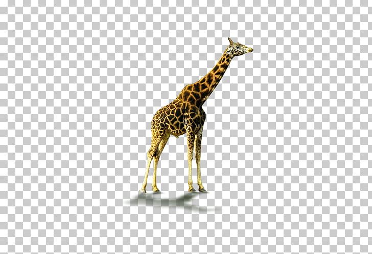 Northern Giraffe Computer File PNG, Clipart, Animal, Animals, Black, Blue Shading, Download Free PNG Download