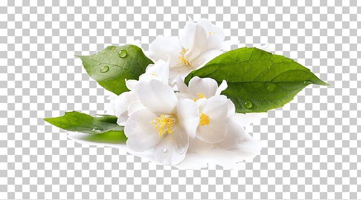 Stock Photography Flower Arabian Jasmine PNG, Clipart, Arabian Jasmine, Blossom, Cut Flowers, Depositphotos, Flower Free PNG Download