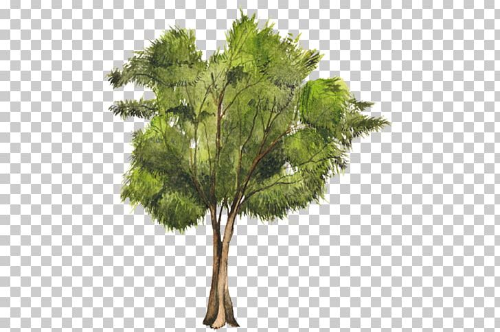 Tree Casuarina Equisetifolia Woody Plant Pine PNG, Clipart, Arboles, Branch, Casuarina, Casuarina Equisetifolia, Conifer Free PNG Download