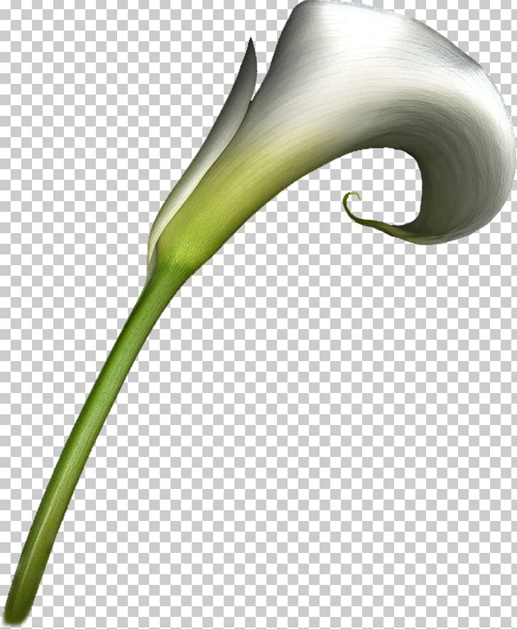 Flower Arum-lily PNG, Clipart, Arumlily, Encapsulated Postscript, Flora, Flower, Grass Free PNG Download