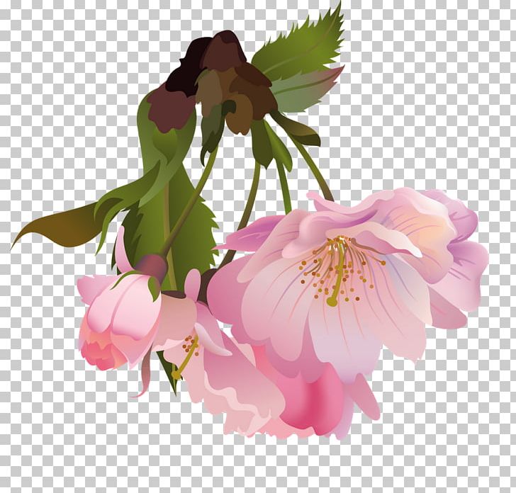 Flower Photography PNG, Clipart, Blossom, Branch, Cherry Blossom, Color, Decoupage Free PNG Download