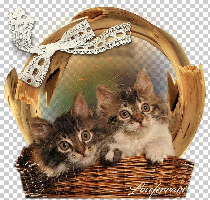 Kitten Maine Coon PNG, Clipart, Animaatio, Basket, Carnivoran, Cat, Cat Like Mammal Free PNG Download
