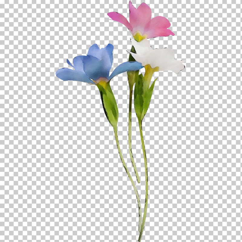 Floral Design PNG, Clipart, Biology, Branch, Bud, Cattleya Orchids, Cut Flowers Free PNG Download