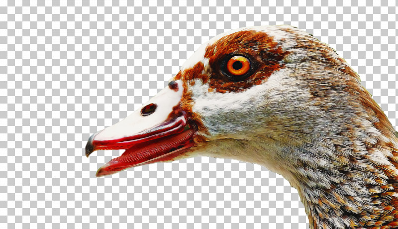 Goose Wild Animal PNG, Clipart, Animal, Beak, Bird, Closeup, Dinosaur Free PNG Download