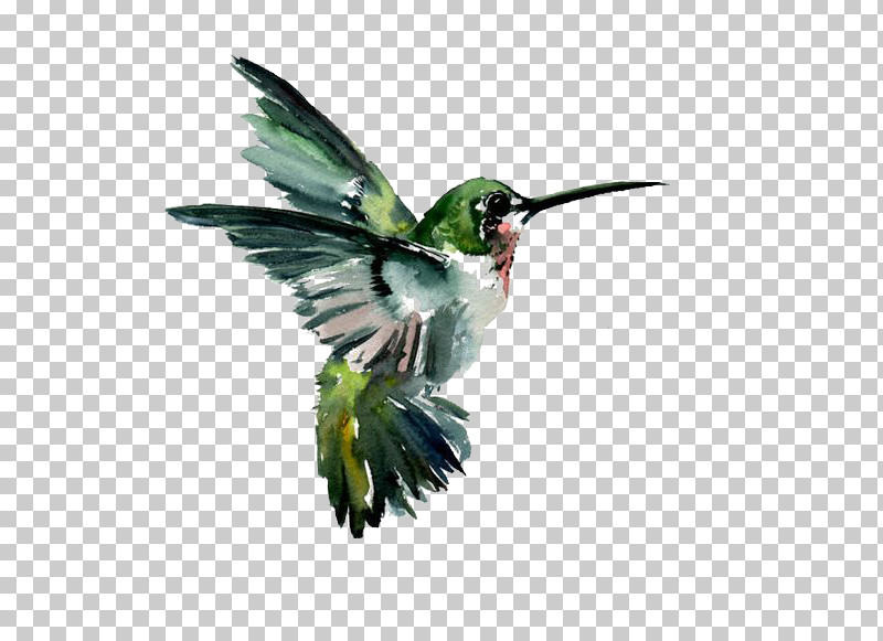 Hummingbird PNG, Clipart, Beak, Bird, Coraciiformes, Hummingbird, Plant Free PNG Download