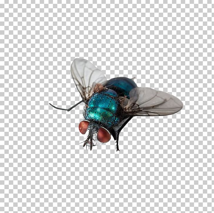Insect Fly Computer File PNG, Clipart, Animal, Animals, Arthropod, Beetle, Download Free PNG Download