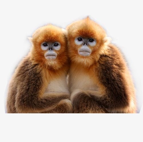 Monkey PNG, Clipart, Animal, Monkey, Monkey Clipart, Orangutan Free PNG Download