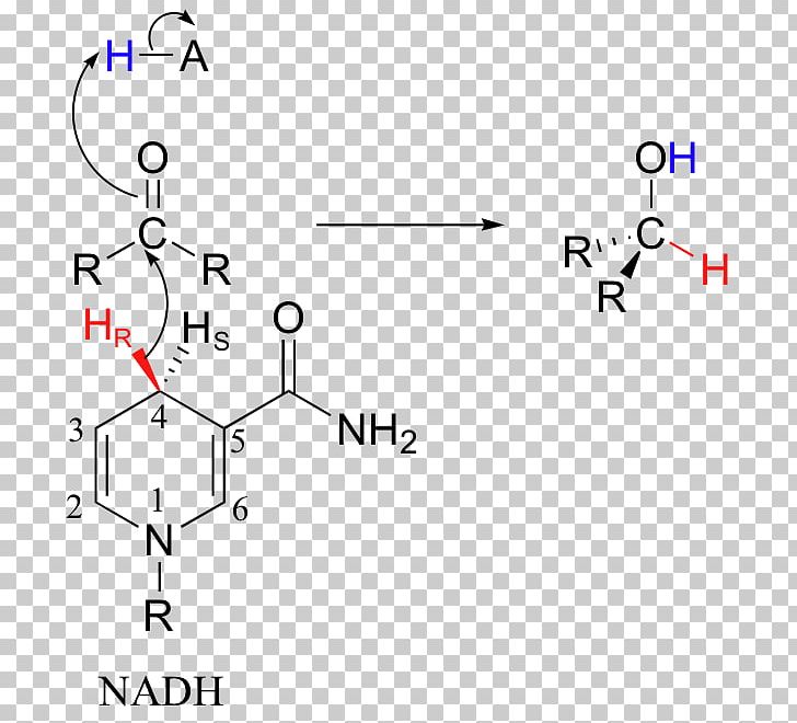 Nicotinamide Adenine Dinucleotide Redox Atom Nitrogen Pyridine PNG, Clipart, Angle, Area, Atom, Base, Circle Free PNG Download