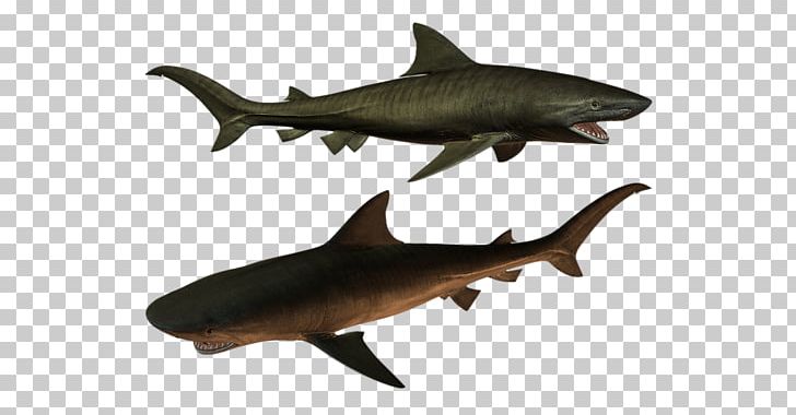 Tiger Shark Squaliformes Requiem Shark Fish Marine Biology PNG, Clipart, Animal, Animal Figure, Animals, Carcharhiniformes, Cartilaginous Fishes Free PNG Download