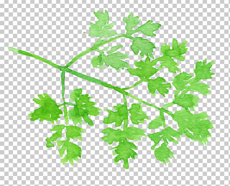 Parsley PNG, Clipart, Anthriscus, Chervil, Chinese Celery, Coriander, Flower Free PNG Download