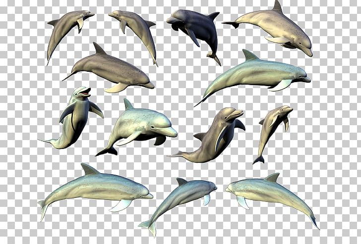 Common Bottlenose Dolphin Short-beaked Common Dolphin Tucuxi Porpoise PNG, Clipart, Animals, Automotive Design, Bottlenose Dolphin, Cetacea, Download Free PNG Download