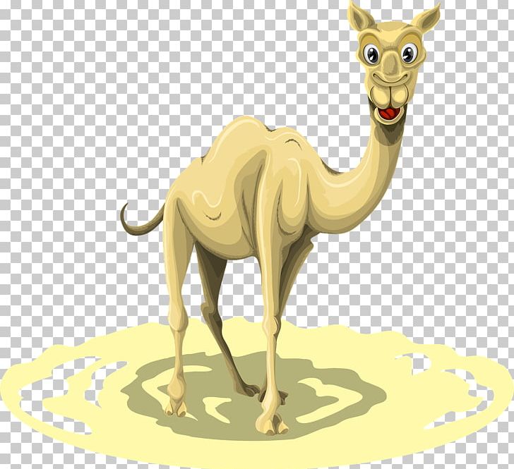 Dromedary Llama PNG, Clipart, Animals, Arabian Camel, Balloon Cartoon, Boy Cartoon, Camel Free PNG Download