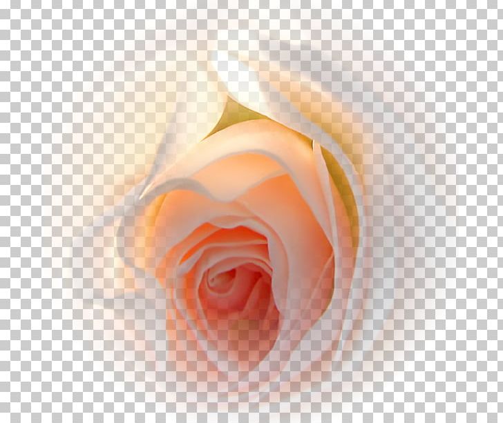 Garden Roses Flower Gift Love PNG, Clipart,  Free PNG Download