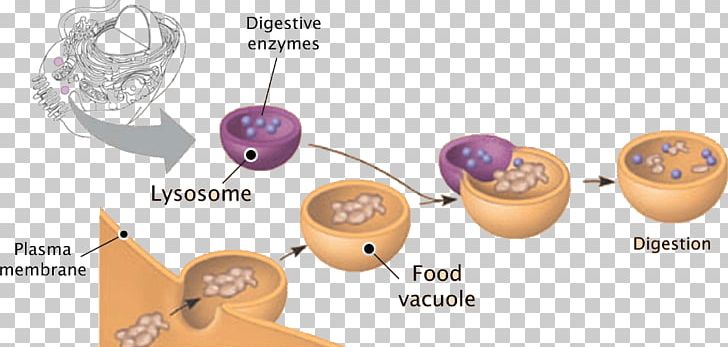 Lysosome Plant Cell Peroxisome Vesicle PNG, Clipart, Animal, Animal Cell, Biochemistry, Biology, Body Jewelry Free PNG Download