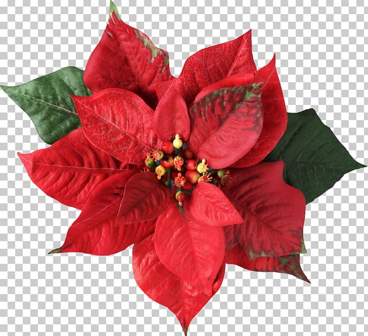 Poinsettia Christmas Decoration Flower Joulukukka PNG, Clipart, Christmas, Christmas And Holiday Season, Christmas Card, Christmas Decoration, Christmas Ornament Free PNG Download