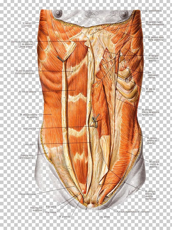 Abdominal External Oblique Muscle Rectus Abdominis Muscle Abdomen Abdominal Internal Oblique Muscle Abdominal Wall PNG, Clipart, Abdomen, Abdominal, Anatomy, Arm, Human Anatomy Free PNG Download