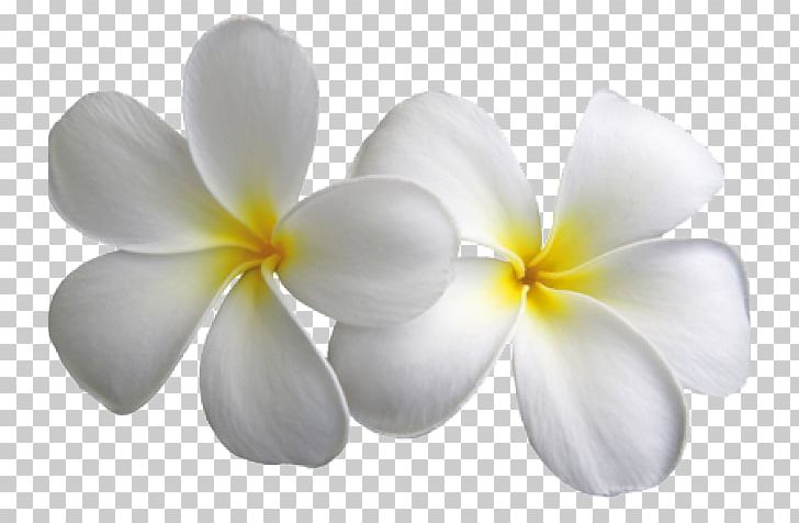 Frangipani Portable Network Graphics Desktop PNG, Clipart, Desktop Wallpaper, Download, Drawing, Flower, Flowering Plant Free PNG Download