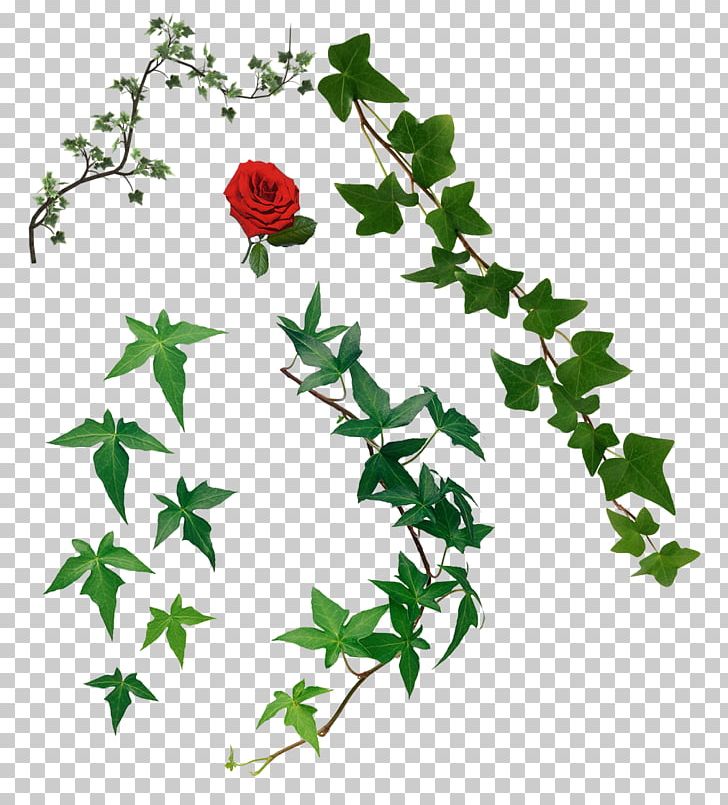 Ivy Vine Tree PNG, Clipart, Branch, Computer Graphics, Download, Flora, Floral Design Free PNG Download