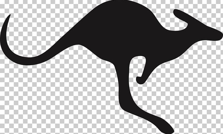 Silhouette Australia Kangaroo Whiskers PNG, Clipart, Animals, Australia, Black, Black And White, Carnivoran Free PNG Download