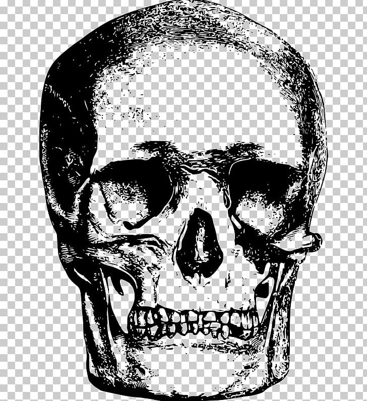 Skull Bone PNG, Clipart, Black And White, Bone, Cdr, Computer Icons, Drawing Free PNG Download