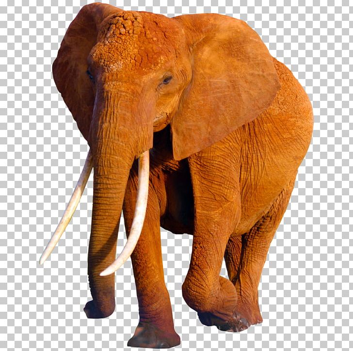 African Elephant Asian Elephant Wildlife PNG, Clipart, Animal, Animals, Asian Elephant, Azimo, Elephant Joke Free PNG Download