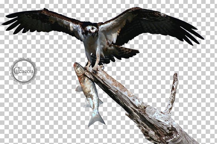 Bird Of Prey Wing Vulture Buzzard PNG, Clipart, Accipitriformes, Animals, Beak, Bird, Bird Of Prey Free PNG Download