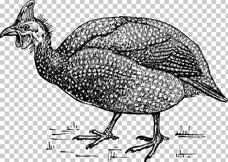 Helmeted Guineafowl Bird Chicken PNG, Clipart, Animals, Art, Beak, Bird, Black And White Free PNG Download