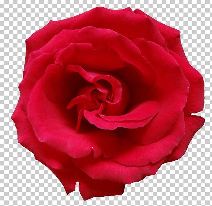Rose PNG, Clipart, Betrue, China Rose, Closeup, Cut Flowers, Desktop Wallpaper Free PNG Download