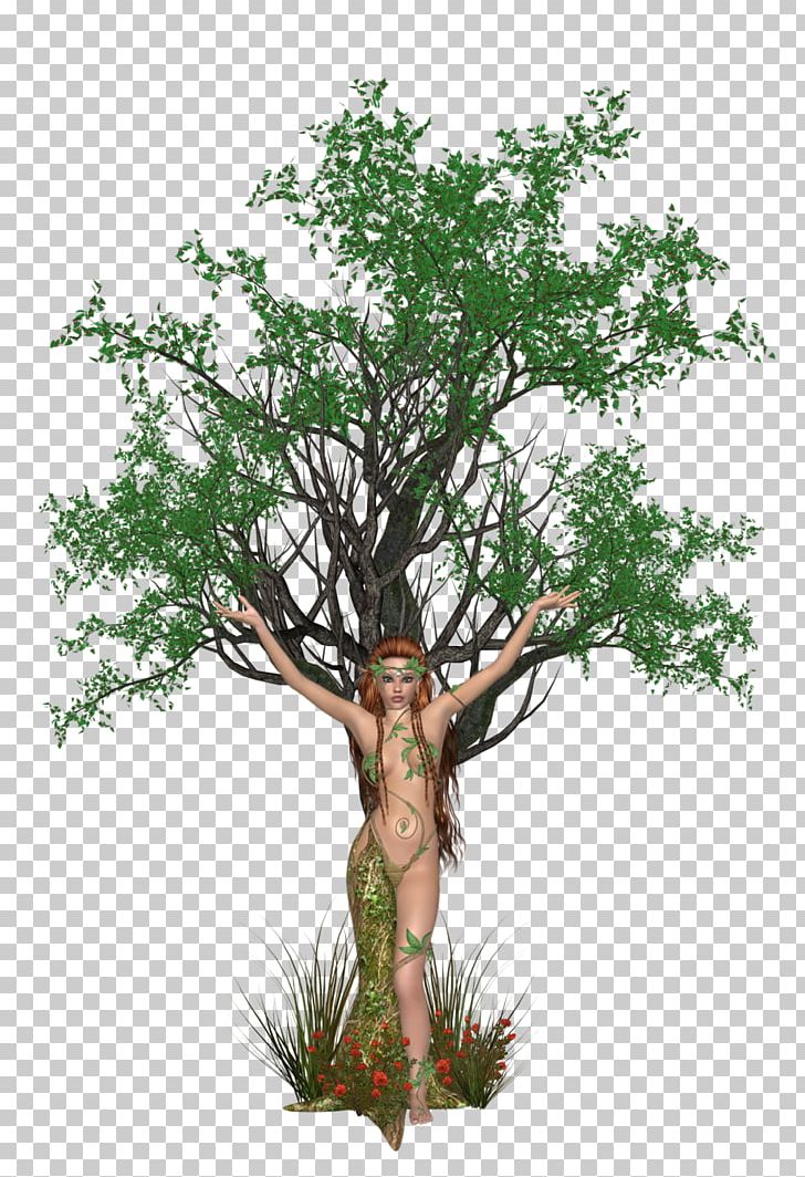 Tree Dryadella Liancheng County PNG, Clipart, Branch, Dryad, Dryadella, Flowerpot, Guiana Chestnut Free PNG Download