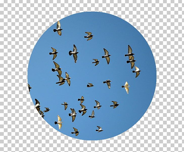 Bird Domestic Pigeon Columbidae Flock Fancy Pigeon PNG, Clipart, Animal, Animal Migration, Animals, Bird, Bird Migration Free PNG Download