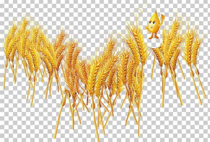 Common Wheat Food Cereal Vecteur PNG, Clipart, Cartoon, Cartoon Wheat, Cereal, Commodity, Common Wheat Free PNG Download