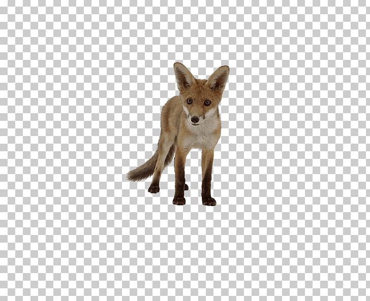 Domesticated Red Fox Kit Fox Squirrel Arctic Fox PNG, Clipart, Animal Figure, Animals, Arctic Fox, Canidae, Carnivoran Free PNG Download