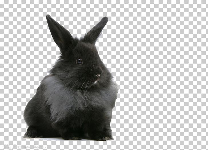 Lionhead Rabbit Dutch Rabbit Labrador Retriever Maine Coon Himalayan Cat PNG, Clipart, Animal, Animals, Background Black, Black And White, Black Background Free PNG Download