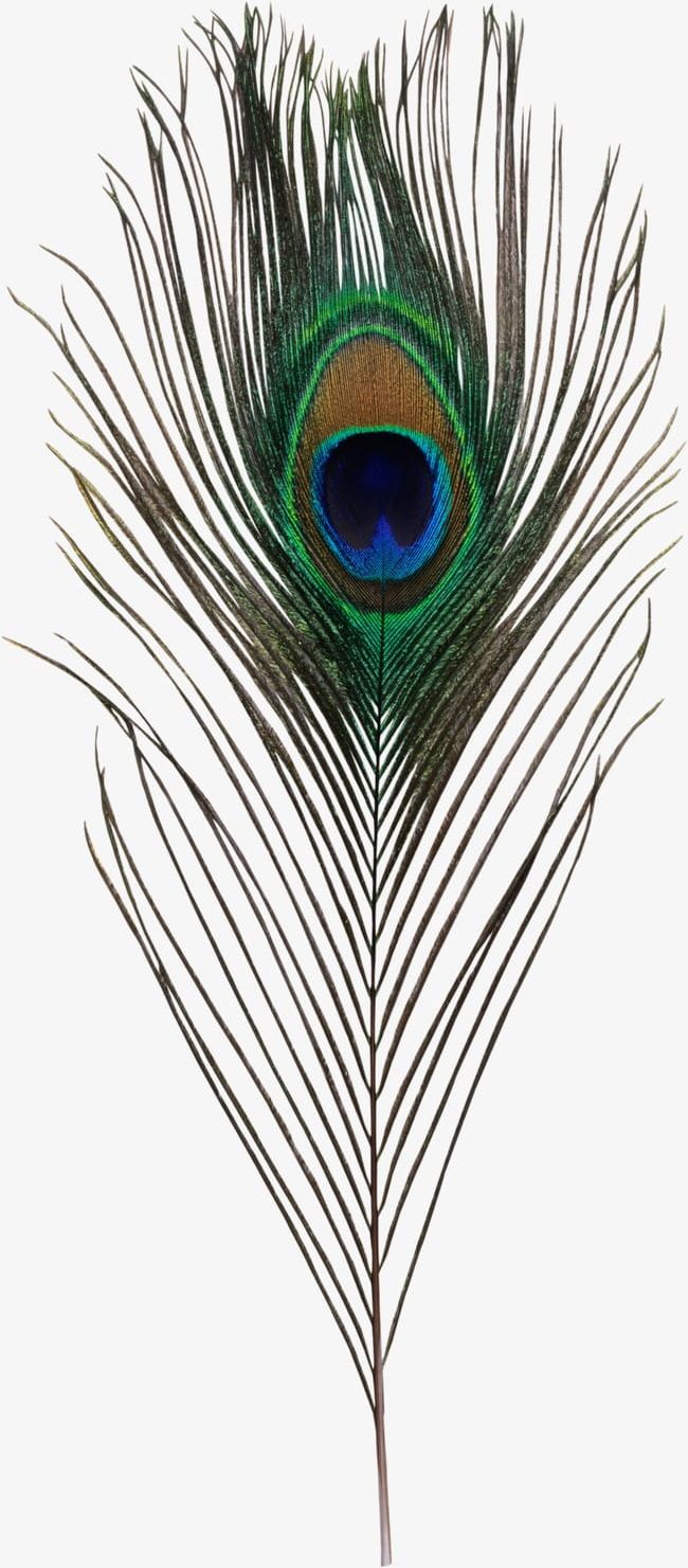 Peacock Feather PNG, Clipart, Feather, Feather Clipart, Peacock, Peacock Clipart, Peacock Feather Free PNG Download